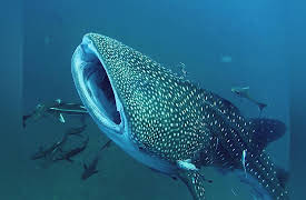 Reef Wrecks: Mexico's Artificial Reefs