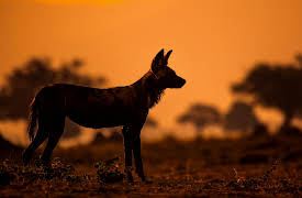 Season 1: Planet Earth: Dynasties I - Painted Wolf