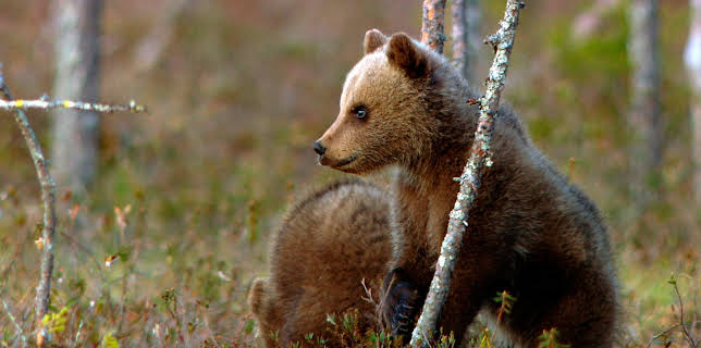 15:15: Wildes Skandinavien: Finnland | 3SAT | 12/17 2025