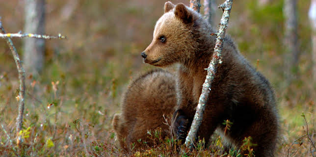 Wildes Skandinavien: Finnland