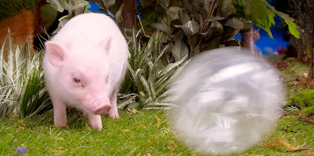 17:20: Rosin og Bolle: Den mystiske ballen | NRK 3 | 2/17 2026