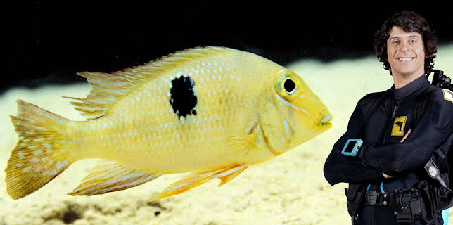 10:45: Andys ville vasseventyr: Andy og Amazonas-ciklidene | NRK Super | 12/4 2025