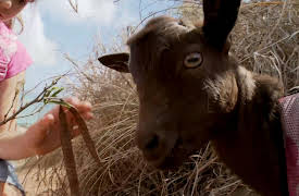 Pets in Paradise: Skateboarding Dog