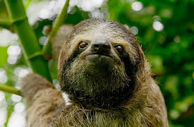 The Green Planet, Season 1: Tropical Worlds