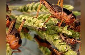 Return of the Bible Plagues: Locusts