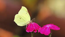 Schnittgut. Alles aus dem Garten