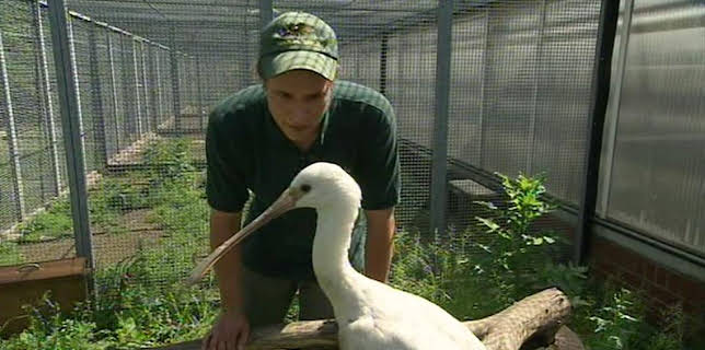 17:05: Panda, Gorilla & Co. (82) | RBB Fernsehen | 3/2 2026