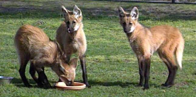 03:05: Elefant, Tiger & Co. (555) | MDR Fernsehen | 3/26 2026