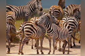 Journey with Dylan Dreyer S1: Animal Exploration