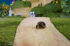 Mittens and Pants: Blueberry's Journey