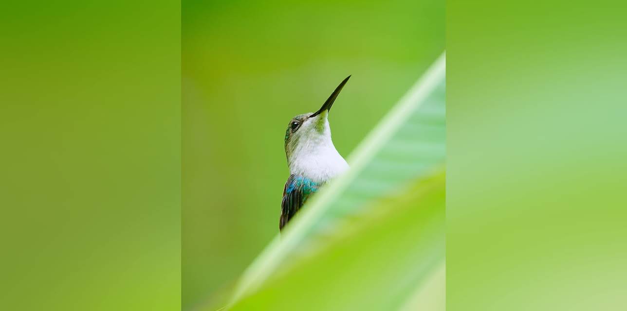 Secrets of the Rainforest: Life of a Hummingbird (2016)