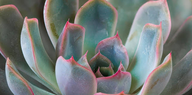 10:00: Schnittgut. Alles aus dem Garten | ARD Alpha | 1/19 2026