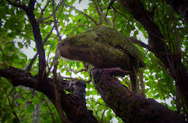 Wild Heroes: Episode 8