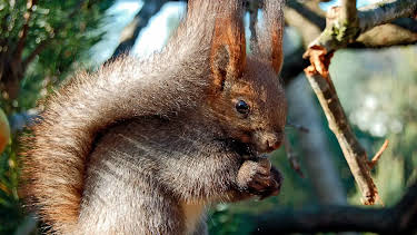 17:10: Seehund, Puma & Co. (134) | Radio Bremen | 4/2 2026