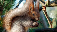 Seehund, Puma & Co. (134)