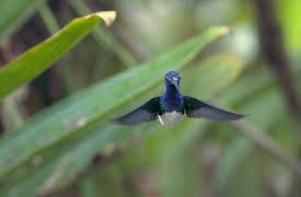 Absurd Planet: The Flight Stuff