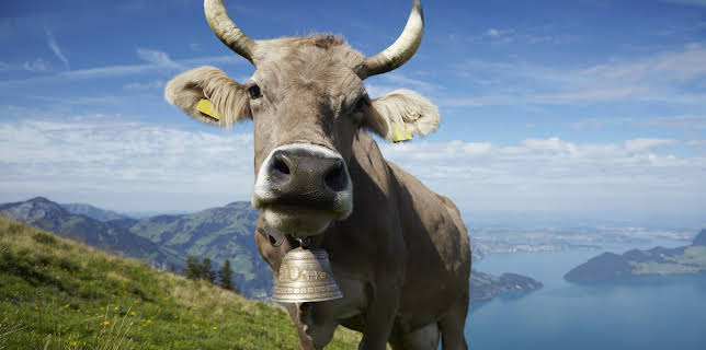 04:48: Hvordan gjør de det? (S16 E9) (S16) | Discovery Science | 11/10 2025