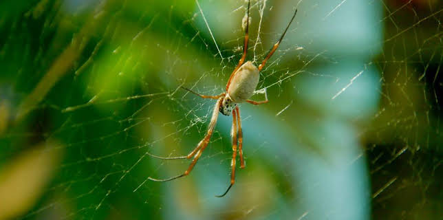 12:35 PM: Go Wild (S2) | Cbeebies | 1/25 2026