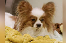 The Mighty Underdogs: Texas-Sized Showdown