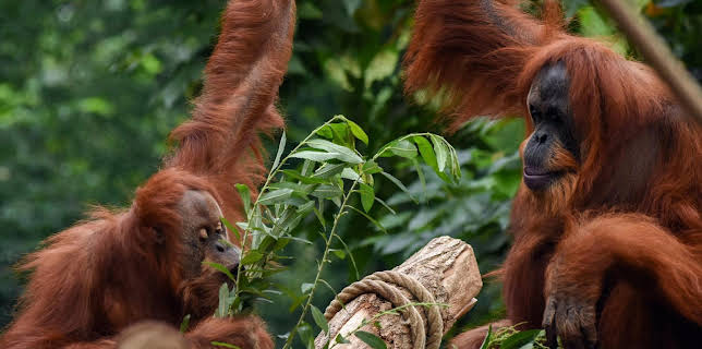 16:10: Leopard, Seebär & Co. (164) | Das Erste | 1/15 2026
