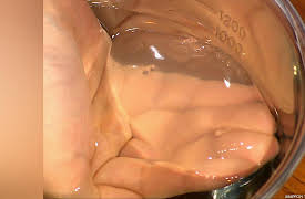 Crazy Labo: Episode 7