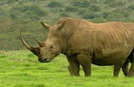 Animal Strategies: The Big Ones