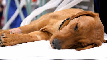 10:00 PM: The Supervet: Noel Fitzpatrick (S5 E19) (S5) | W | 3/9 2026