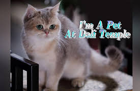 I'm A Pet At Dali Temple: I'm A Pet At Dali Temple EP3