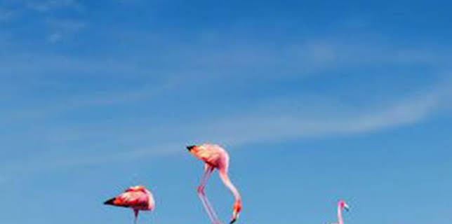 15:25: Code rose | TV5MONDE | 2/25 2026