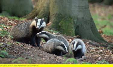 12:50: Wildes Deutschland - Die Uckermark | 3SAT | 4/26 2026