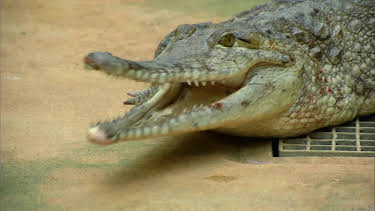 05:50: Giraffe, Erdmännchen & Co. (214) | HR Fernsehen | 4/15 2026