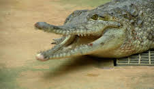 Giraffe, Erdmännchen & Co. (214)