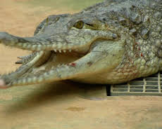 Giraffe, Erdmännchen & Co. (214)