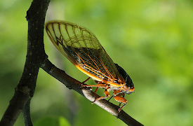 Attenborough: Life in the Undergrowth: Taking To The Air
