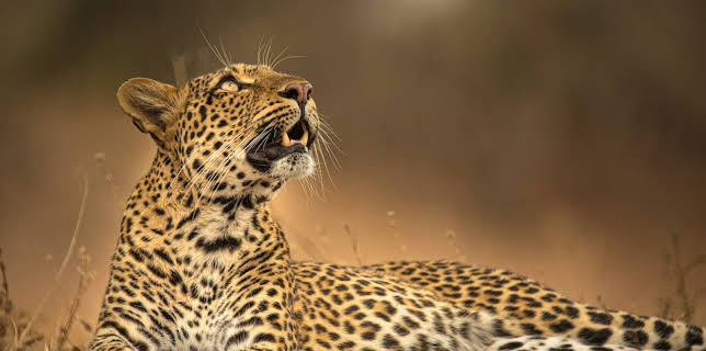 17:00: Olimba - Königin der Leoparden | 3SAT | 12/3 2025