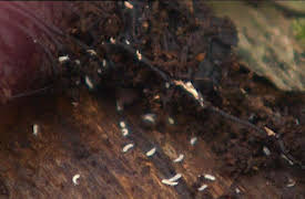 Bonderøven: Episode 1