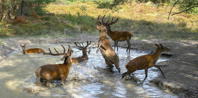 20:15: Die geheime Welt der Tiere | Das Erste | 3/2 2026