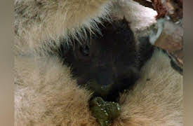 World's Weirdest Season 1: Freaky All-Stars