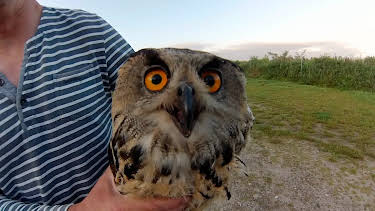 11:30: NaturNah: Dem Uhu auf der Spur | Radio Bremen | 4/21 2026