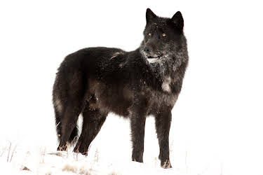 10:24: Die Rückkehr der Wölfe | 3SAT | 4/15 2026