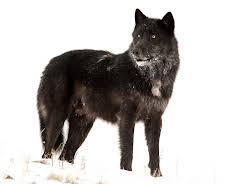 Die Rückkehr der Wölfe