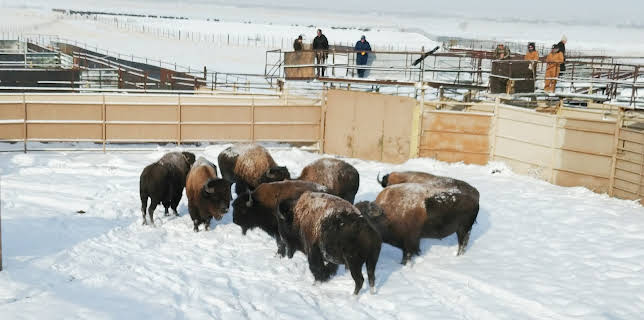 11:15: Dr. Jeff: Rocky Mountain Vet (S6 E12) (S6) | Animal Planet | 11/29 2025