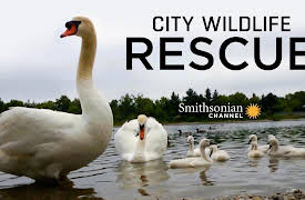 City Wildlife Rescue: Migration Preparation