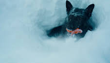 Polishundarna Norge (S1 E9)