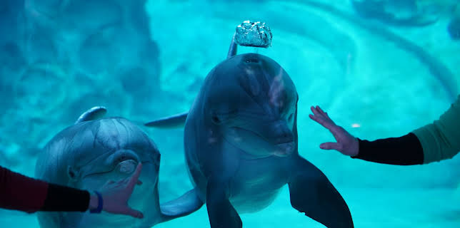 07:40: The Aquarium (S2 E9) (S2) | Animal Planet | 12/31 2025