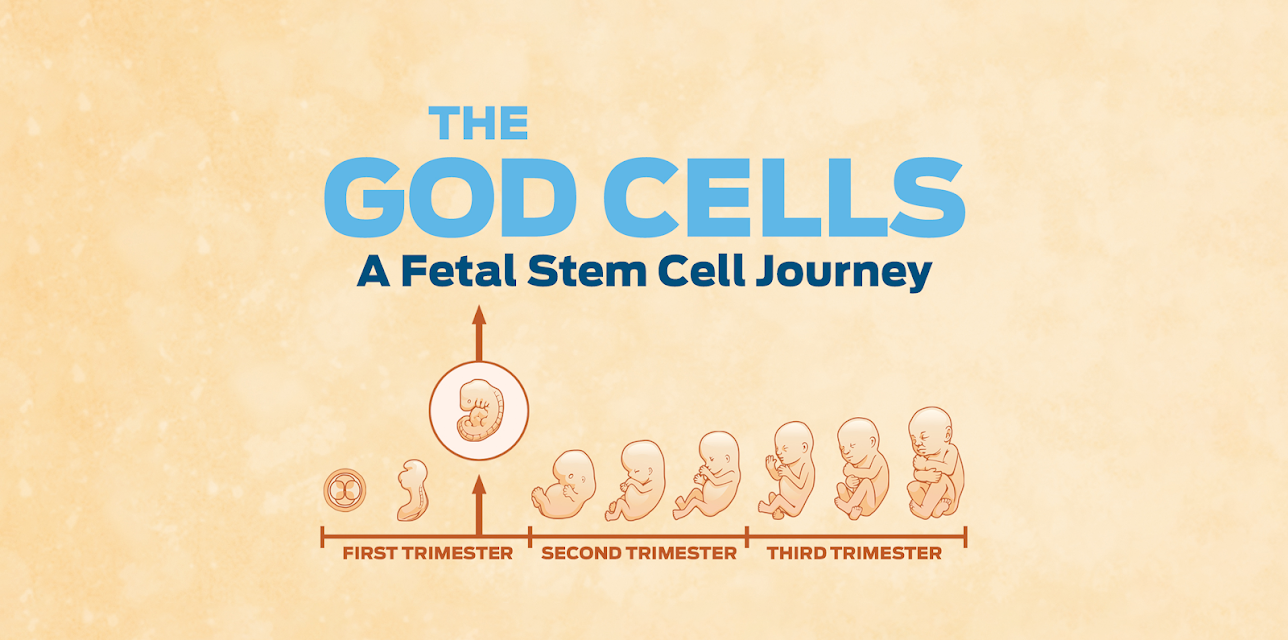 The God Cells: A Fetal Stem Cell Journey (2017)