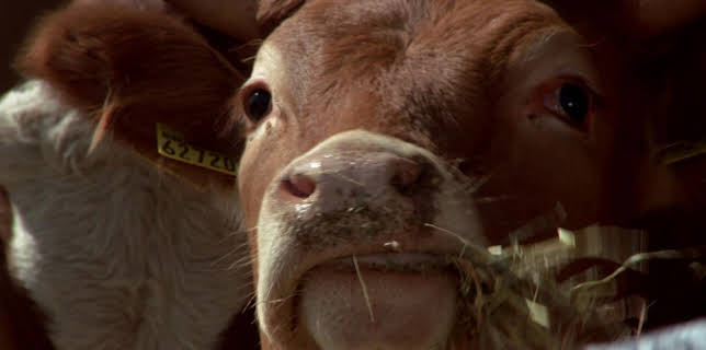 05:30: Tierhaltung - Woher kommt unser Fleisch? | SWR Fernsehen BW | 2/5 2026