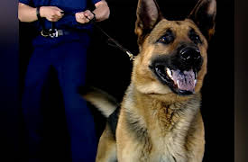 Send In The Dogs: Send in the Dogs Uk