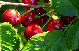 French delicatessen: Cherries from the venasque mountains