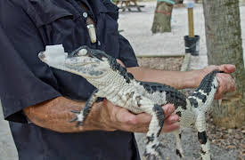 Hard Truths of Conservation With Dan Cabela, Season 1: The Gator in My Backyard